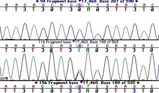 sequencher torrent sequencher torrent